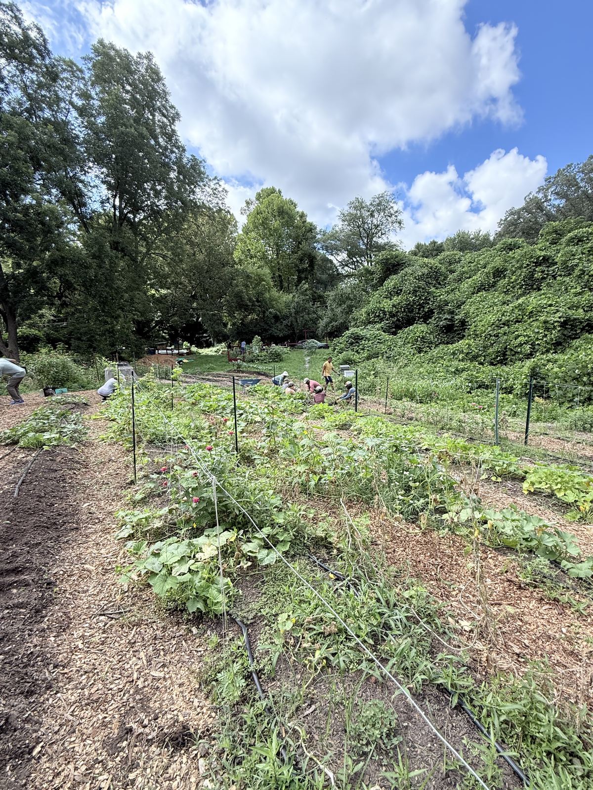 Volunteers working rows of crops at an urban farm in Atlanta
